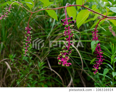 商陸果 商陸果 106316914