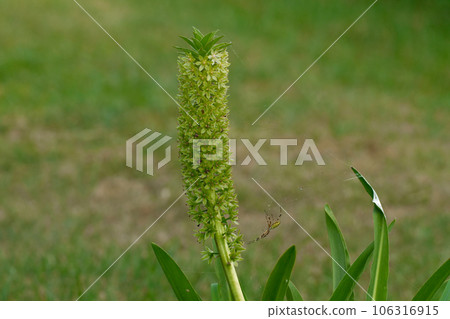 Flowers of the cultivar Eucomis regia 106316915