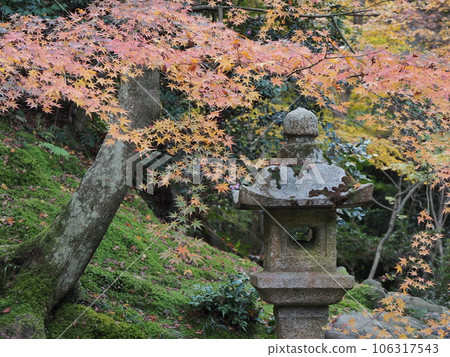 京都的秋天 京都的秋天 106317543
