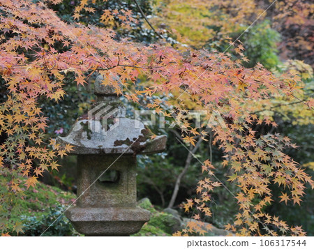 京都的秋天 106317544