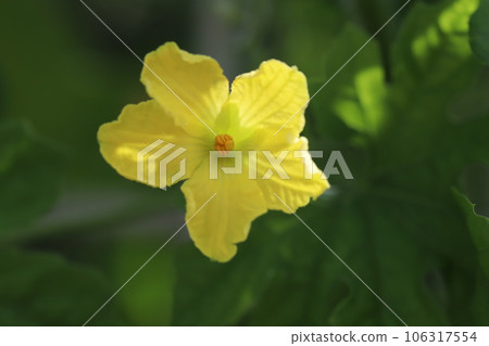 夏田盛開的黃色苦瓜花 106317554