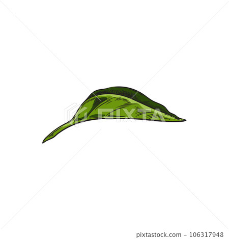 Chili pepper one leaf, green agricultural plant hand drawn vector illustration, healthy herb sketch isolated on white 106317948