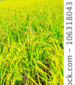 Rice fields with drooping ears of rice 106318043