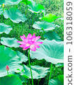 Large lotus flower and large lotus leaf 106318059