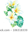 Watercolor Illustration of White Frangipani 106318339
