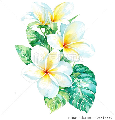 Watercolor Illustration of White Frangipani Watercolor Illustration of White Frangipani 106318339