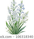Watercolor Illustration of White Gladiorous Flower 106318340