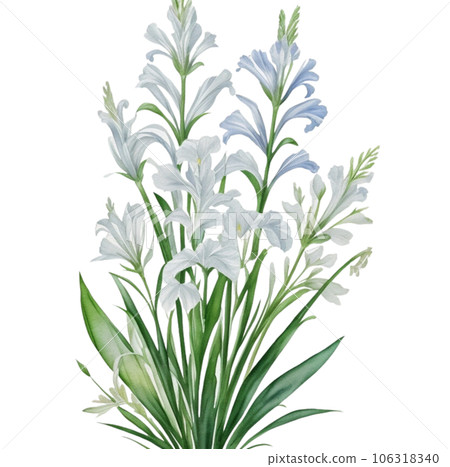 Watercolor Illustration of White Gladiorous Flower Watercolor Illustration of White Gladiorous Flower 106318340