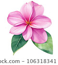 Watercolor Illustration of Pink Frangipani 106318341