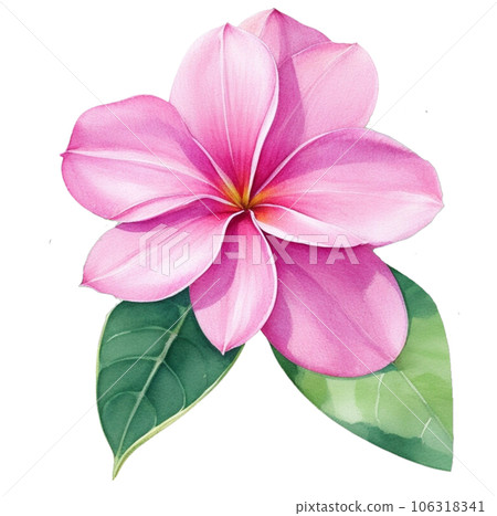 Watercolor Illustration of Pink Frangipani 106318341