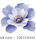 Watercolor Illustration of Chinese Anemone Flower 106318342