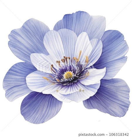 Watercolor Illustration of Chinese Anemone Flower Watercolor Illustration of Chinese Anemone Flower 106318342