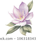 Watercolor Illustration of Lily Magnolia 106318343