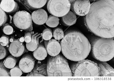 Photography on theme big wall of stacked oak tree Photography on theme big wall of stacked oak tree 106318538