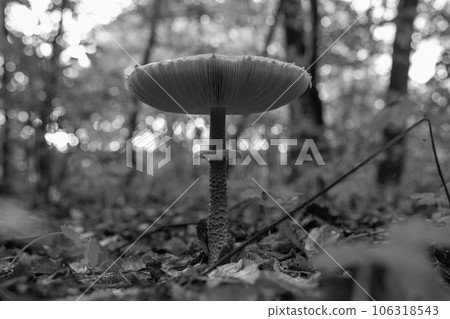 Photography to theme beautiful mushroom amanita Muscaria in forest 106318543