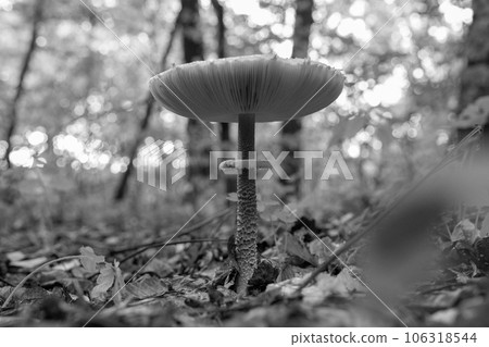 Photography to theme beautiful mushroom amanita Muscaria in forest Photography to theme beautiful mushroom amanita Muscaria in forest 106318544