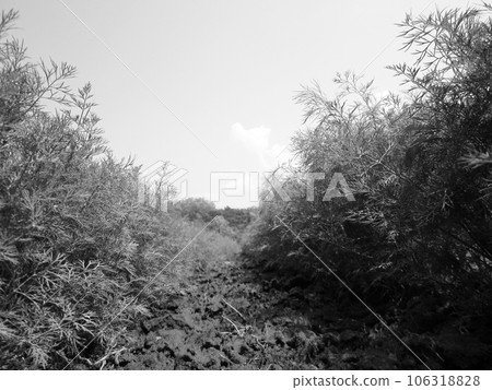 Plowed field for potato in brown soil on open countryside nature 106318828