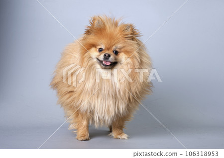 A Pomeranian dog with unkempt thick fur on a gray background 106318953