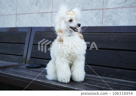 A poodle sitting on a bench on the street looks into the distance A poodle sitting on a bench on the street looks into the distance 106318954