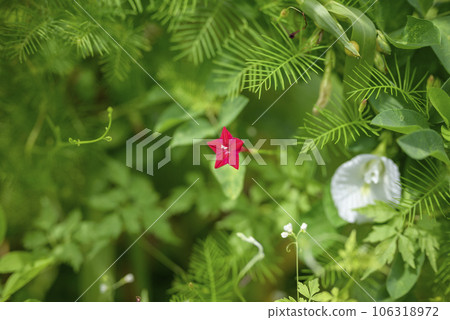 Daylily red flower [Kanagawa Prefecture] 106318972