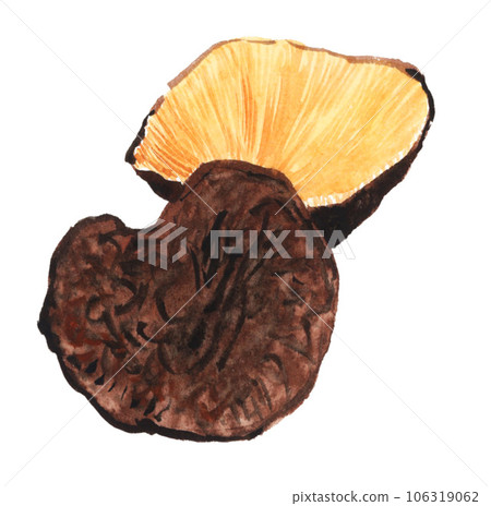 Dried shiitake mushroom drawn in watercolor23828pix7 106319062