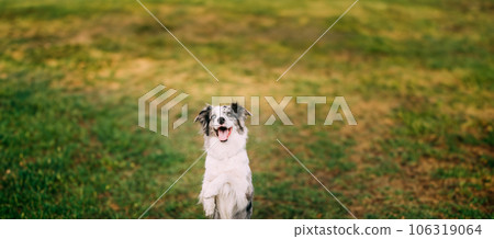 Border Collie Or Scottish Sheepdog Adult Dog Playing Showing Trick Outdoor. Close Up Portrait. Panorama, Panoramic View Shot Scene Panorama, Panoramic View Shot Scene Copy Space. 106319064