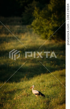 European White Stork Standing In Green Summer Grass. Wild Field Bird In Sunset Time. Vertical Shot, vertical view 106319084