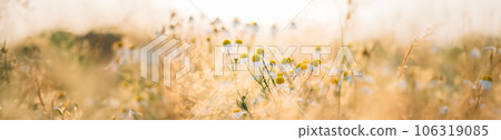 Panorama Scene Copy Space Blooming Wild Flowers Matricaria Chamomilla Or Matricaria Recutita Or Chamomile. Commonly Known As Italian Camomilla, German Chamomile, Hungarian Chamomile, Wild Chamomile In Panorama Scene Copy Space Blooming Wild Flowers Matricaria Chamomilla Or Matricaria Recutita Or Chamomile. Commonly Known As Italian Camomilla, German Chamomile, Hungarian Chamomile, Wild Chamomile In 106319085