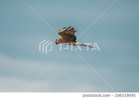 Harrier Or Circus Cyaneus Wild Bird Flies In Blue Sky. Adult Male Is Sometimes Nicknamed Grey Ghost. Young Ring-tail Harrier. Natural Sky Background 106319095