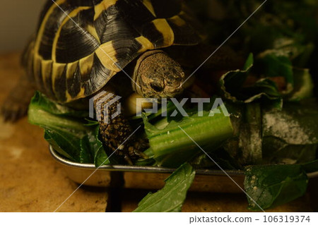 [Reptile] Turtle that eats rice 106319374