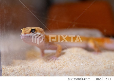 [Reptile] Leopard gecko 106319375