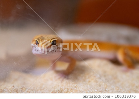 [Reptile] Leopard gecko 106319376
