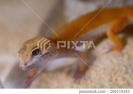 [Reptile] Leopard gecko 106319383