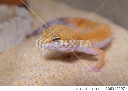 [Reptile] Leopard gecko 106319397
