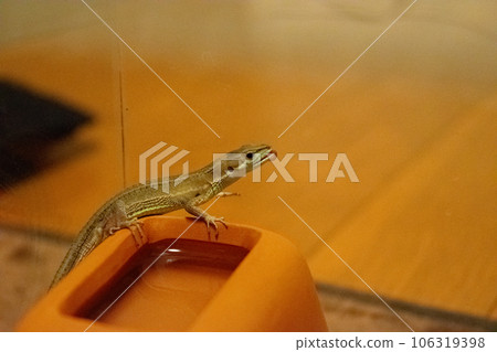 [Reptile] Kanaebi 106319398