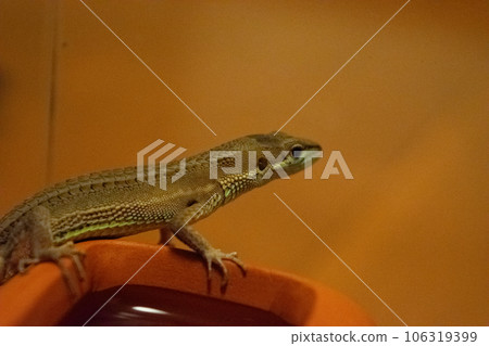 [Reptile] Kanaebi 106319399