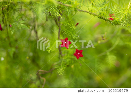Daylily red flower [Kanagawa Prefecture] 106319479
