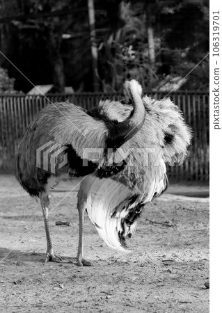 One great white bird ostrich of feathers stand on long thin legs 106319701