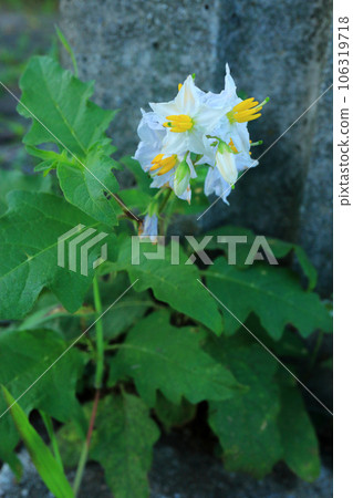 華納索比 106319718