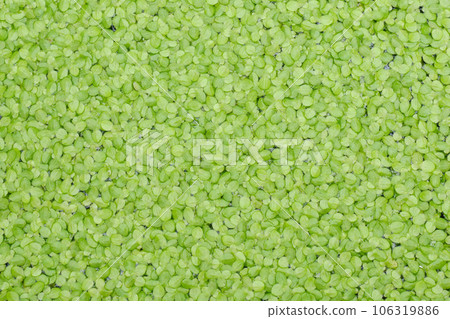 one side one side 106319886