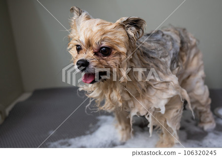 Cute dog pomeranian soaped with shampoo in the grooming salon. Cute dog pomeranian soaped with shampoo in the grooming salon. 106320245