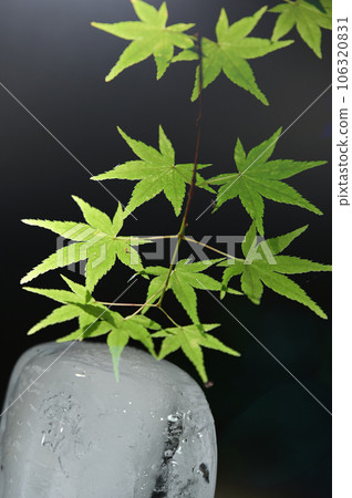 Icicles and green leaves 106320831
