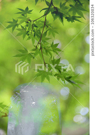 Icicles and green leaves Icicles and green leaves 106320834