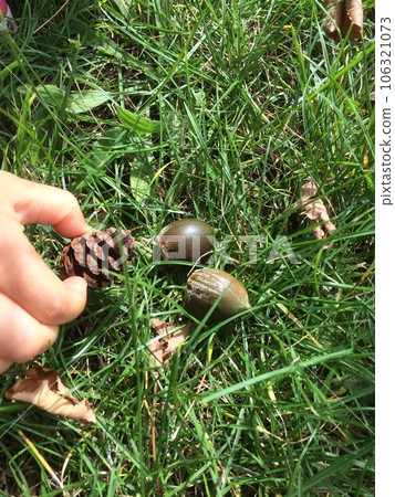 拿起橡子 106321073