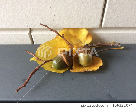 秋天的收穫是橡子 106321074