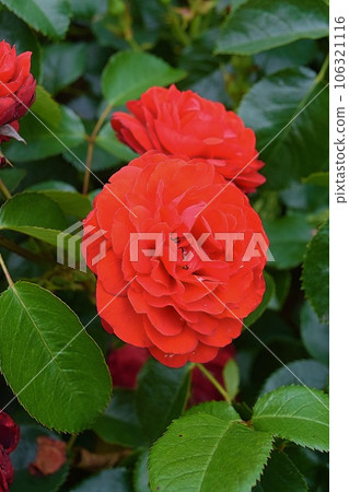 A bright red rose among green leaves A bright red rose among green leaves 106321116