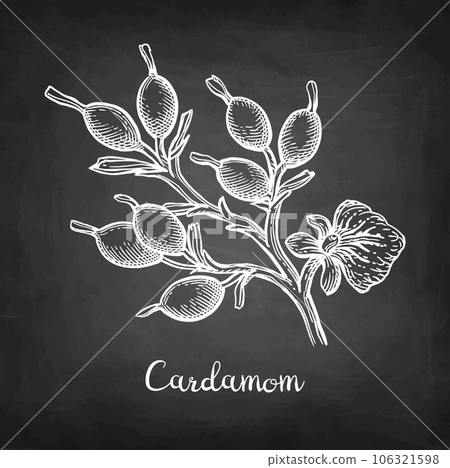 Cardamom branch chalk sketch. 106321598