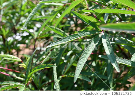 洛神花葉 106321725