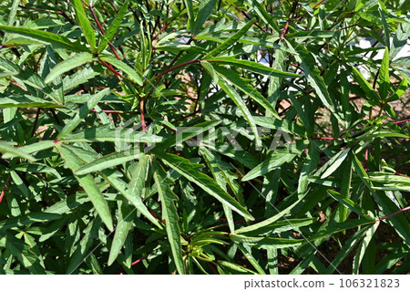 洛神花葉 106321823