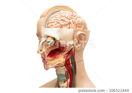 Human brain model of head anatomy for medical training course, teaching medicine education. 106321849